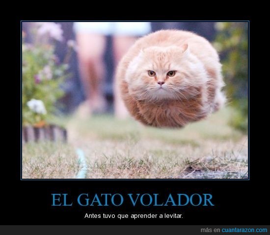 volador,levitar,gato